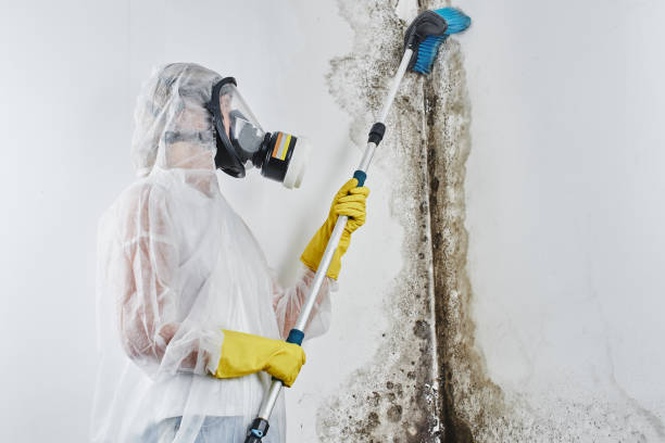 Why You Should Choose Our Mold Remediation Services in Rose Hills, CA